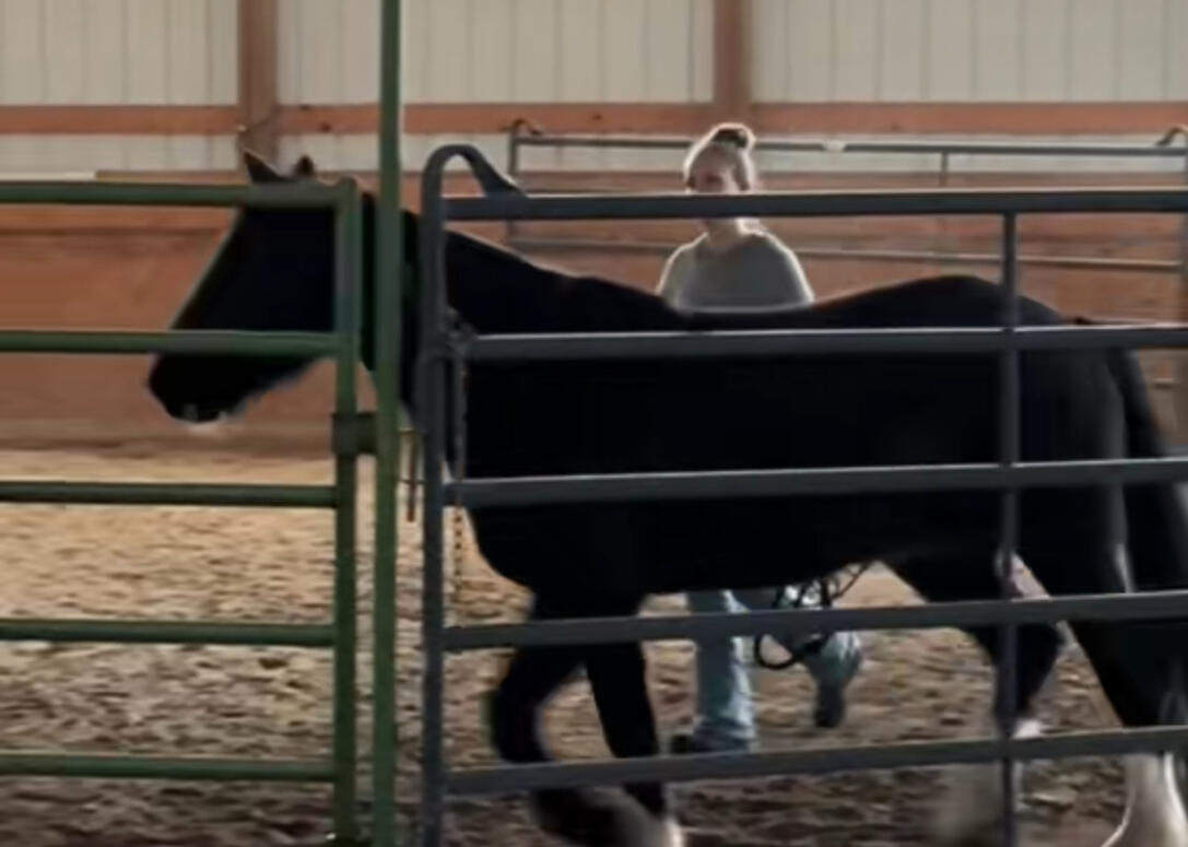 Photo of horse and woman in a round pen with captions